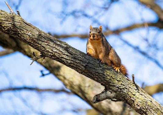 A curious squirrel perches in a tree