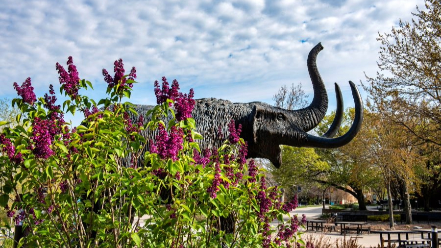 Mastodon statue with pink flowers in the foreground