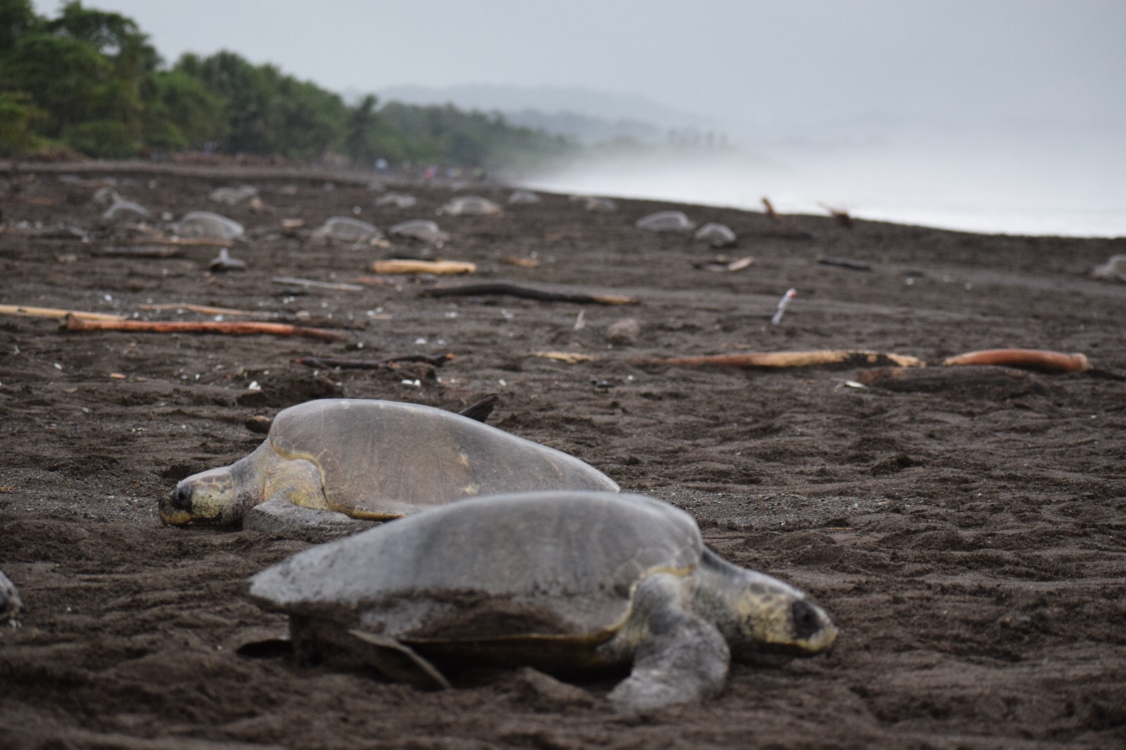 Beach full of turtles