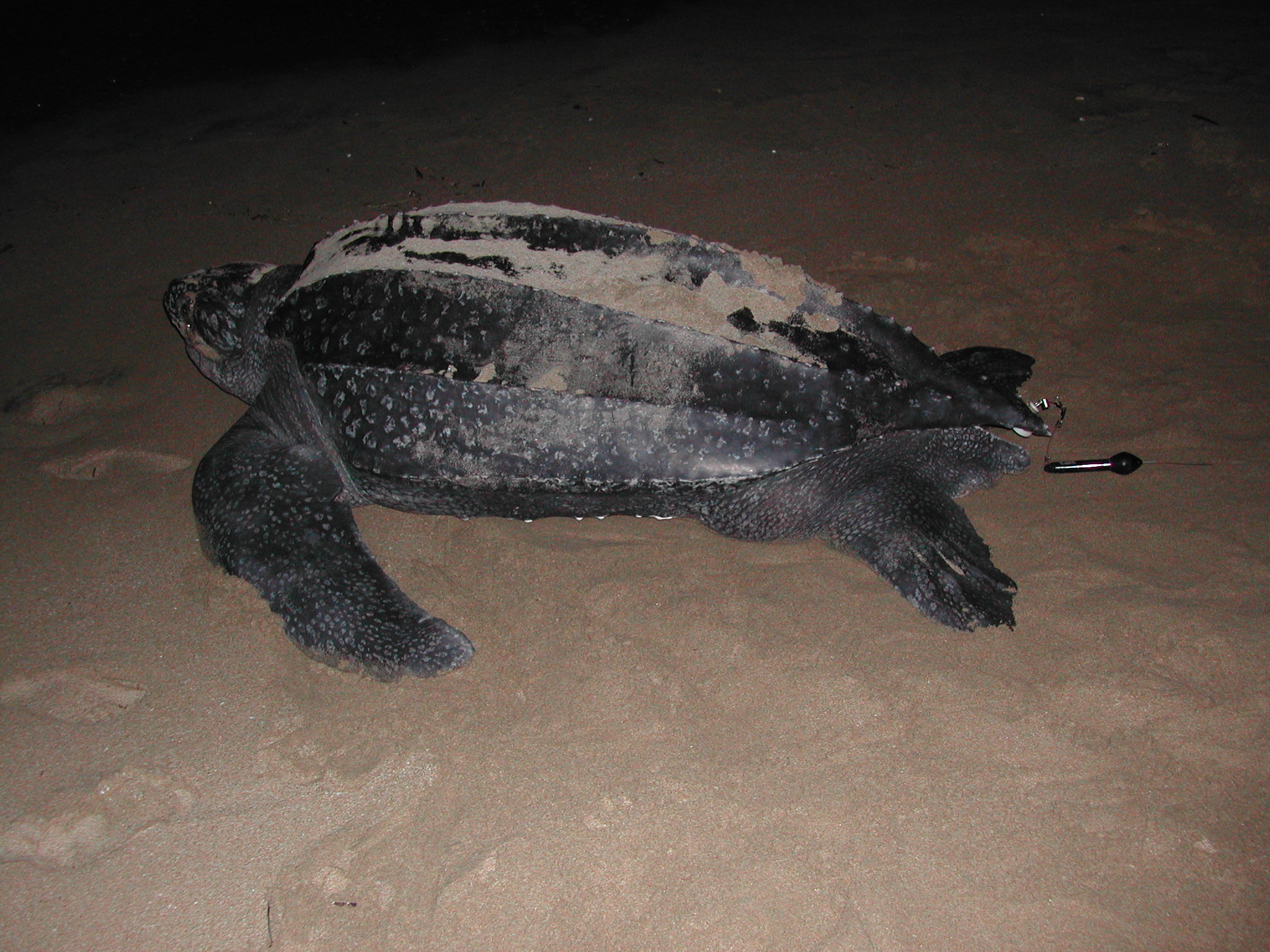 Leatherback psat