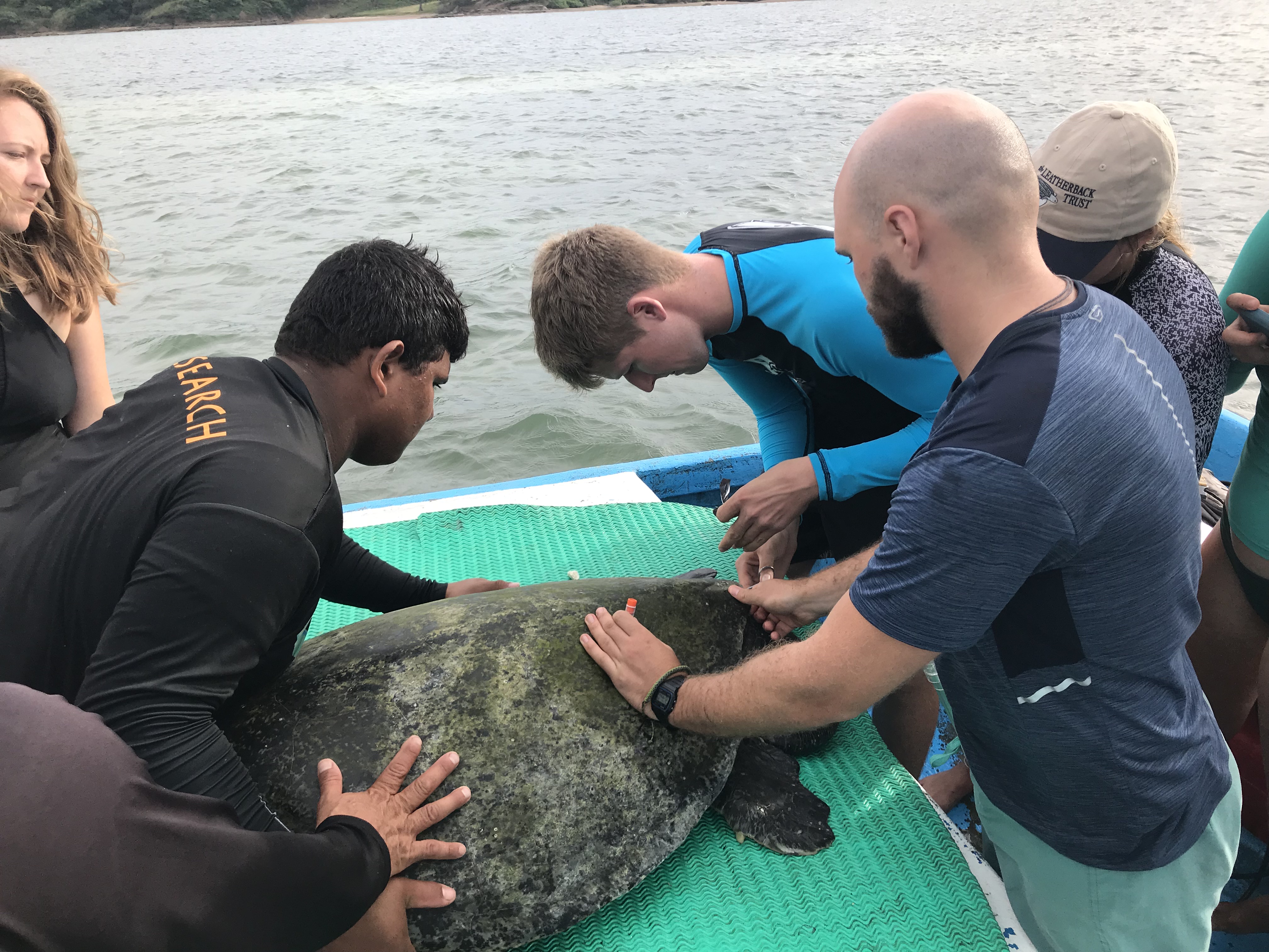 People surrounding a seaturtle