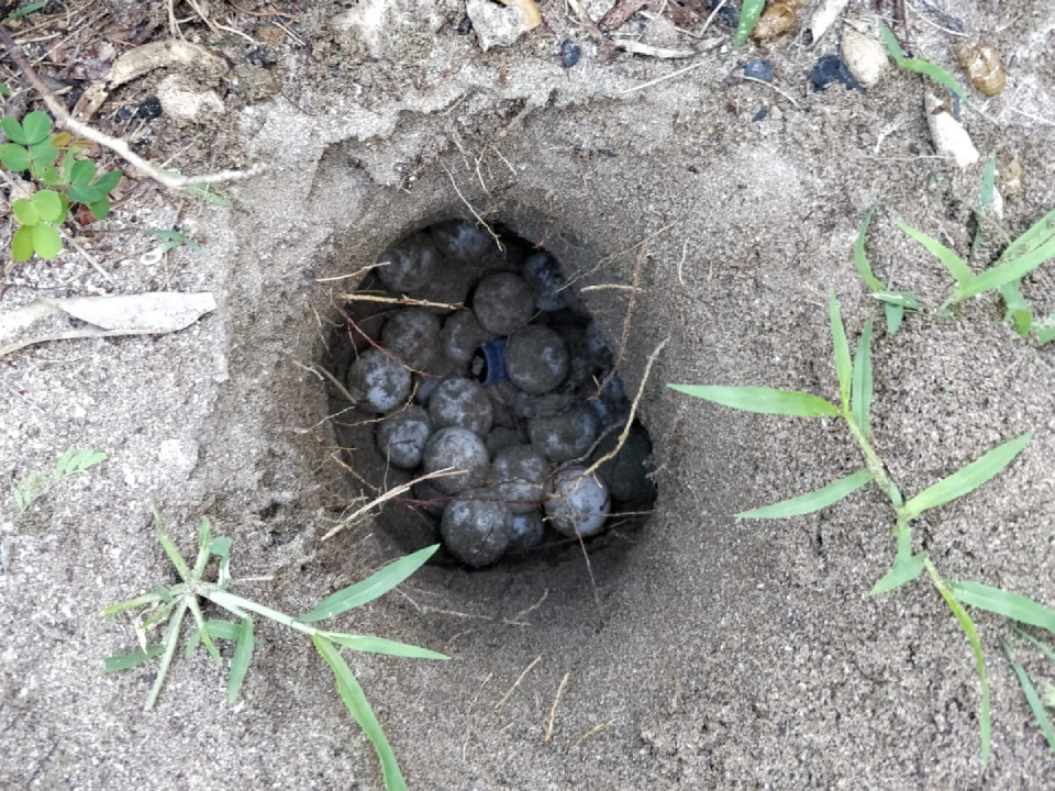 Turtle nest in sand