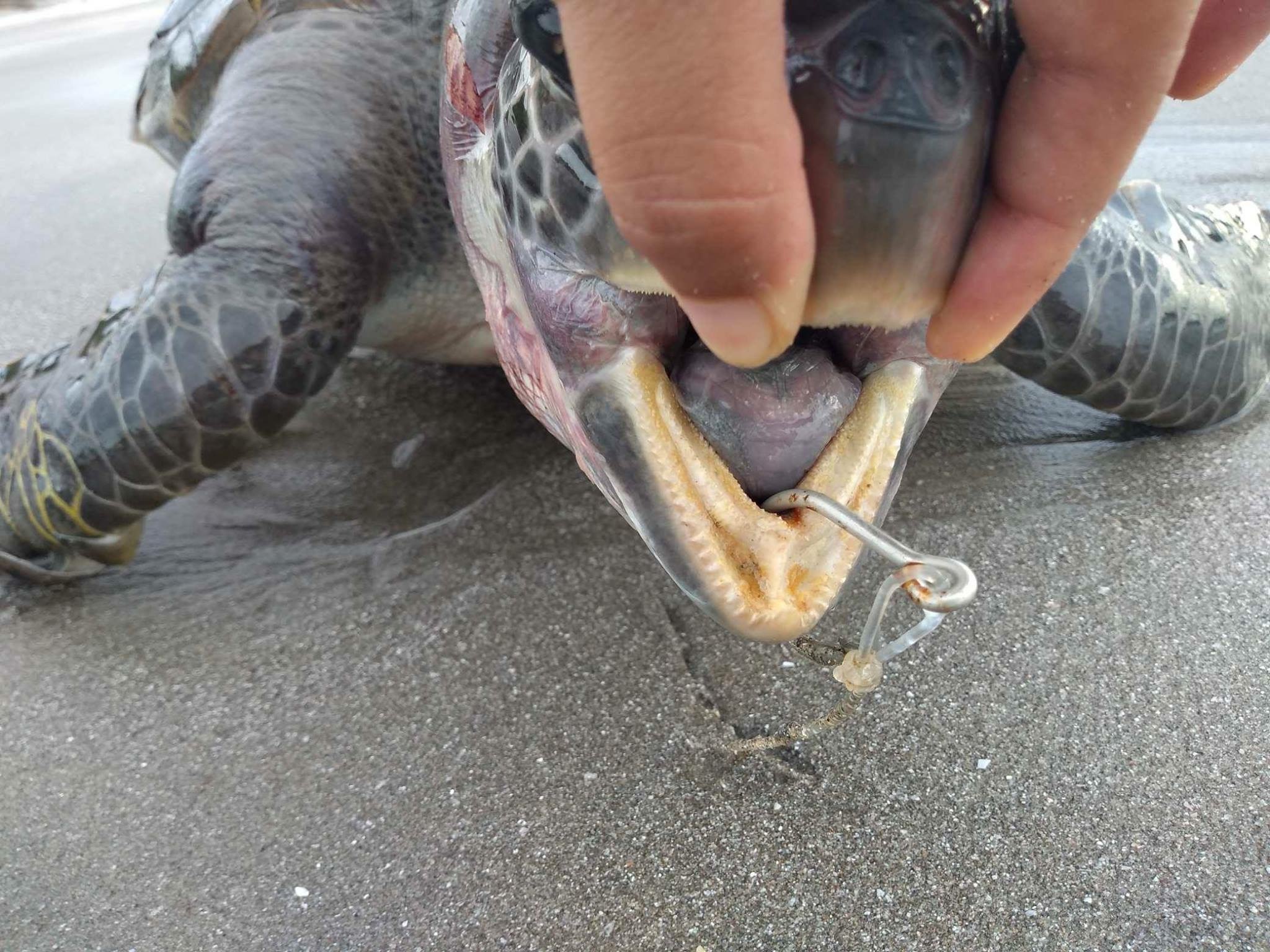 Turtle with hook in the mouth