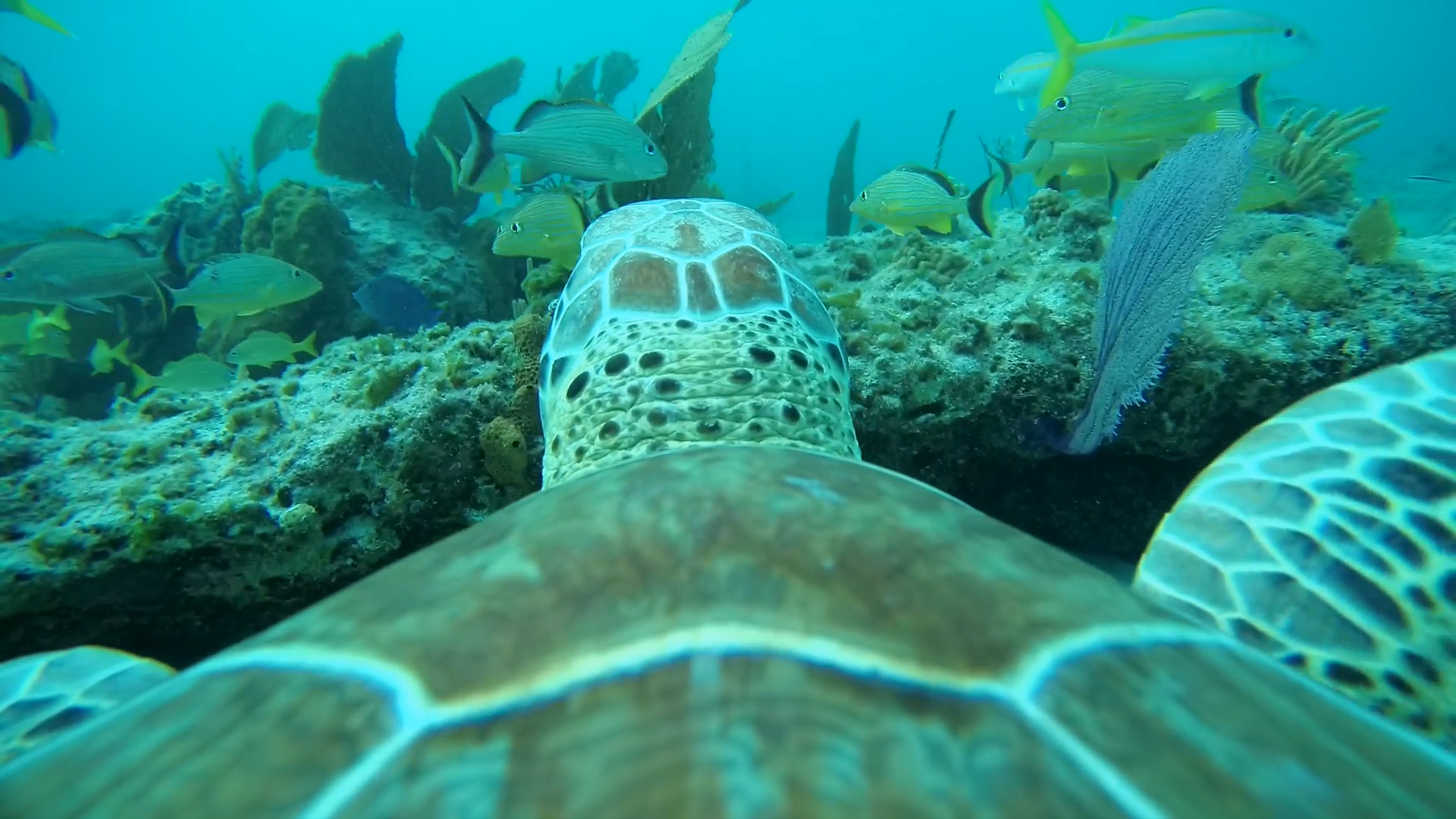 POV from back of turtle shell