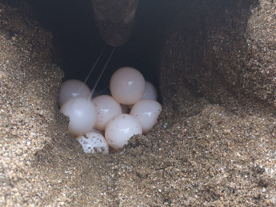 Turtle eggs being laid