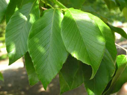 American Beech - - Purdue Fort Wayne