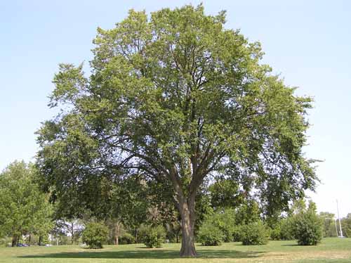 American Elm - - Purdue Fort Wayne