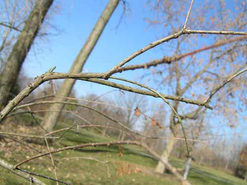 Baldcypress - - Purdue Fort Wayne