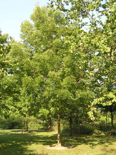 Blue Ash - - Purdue Fort Wayne