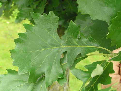 Bur Oak - - Purdue Fort Wayne