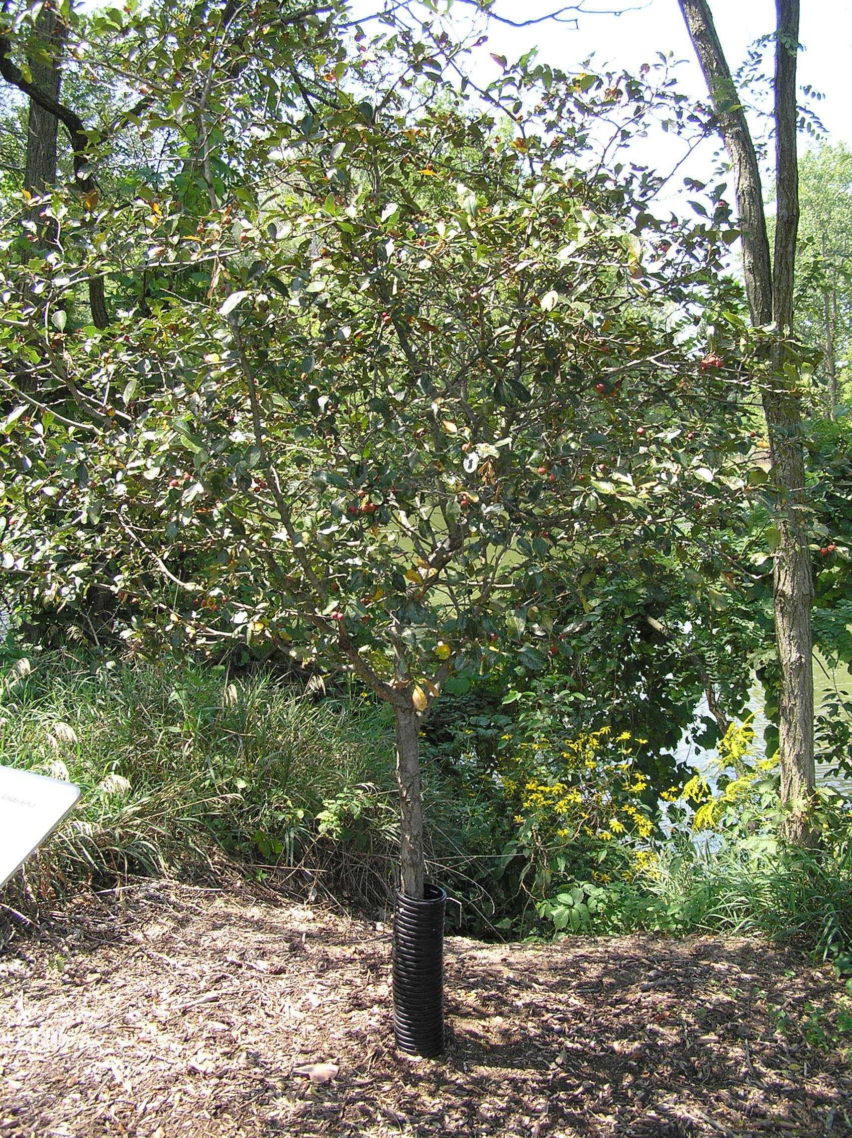 Cockspur Hawthorn - - Purdue Fort Wayne