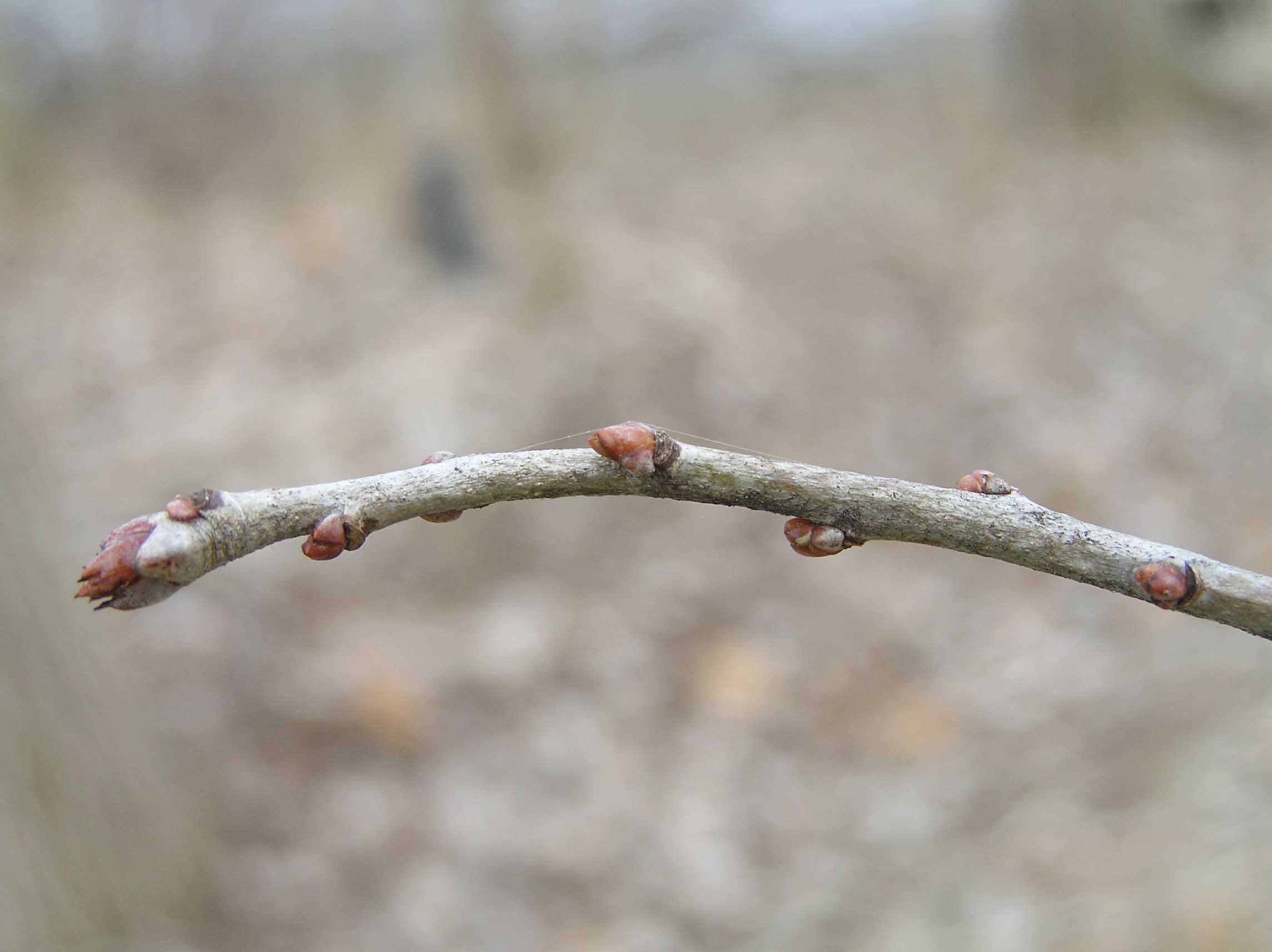 Dotted Hawthorn - - Purdue Fort Wayne