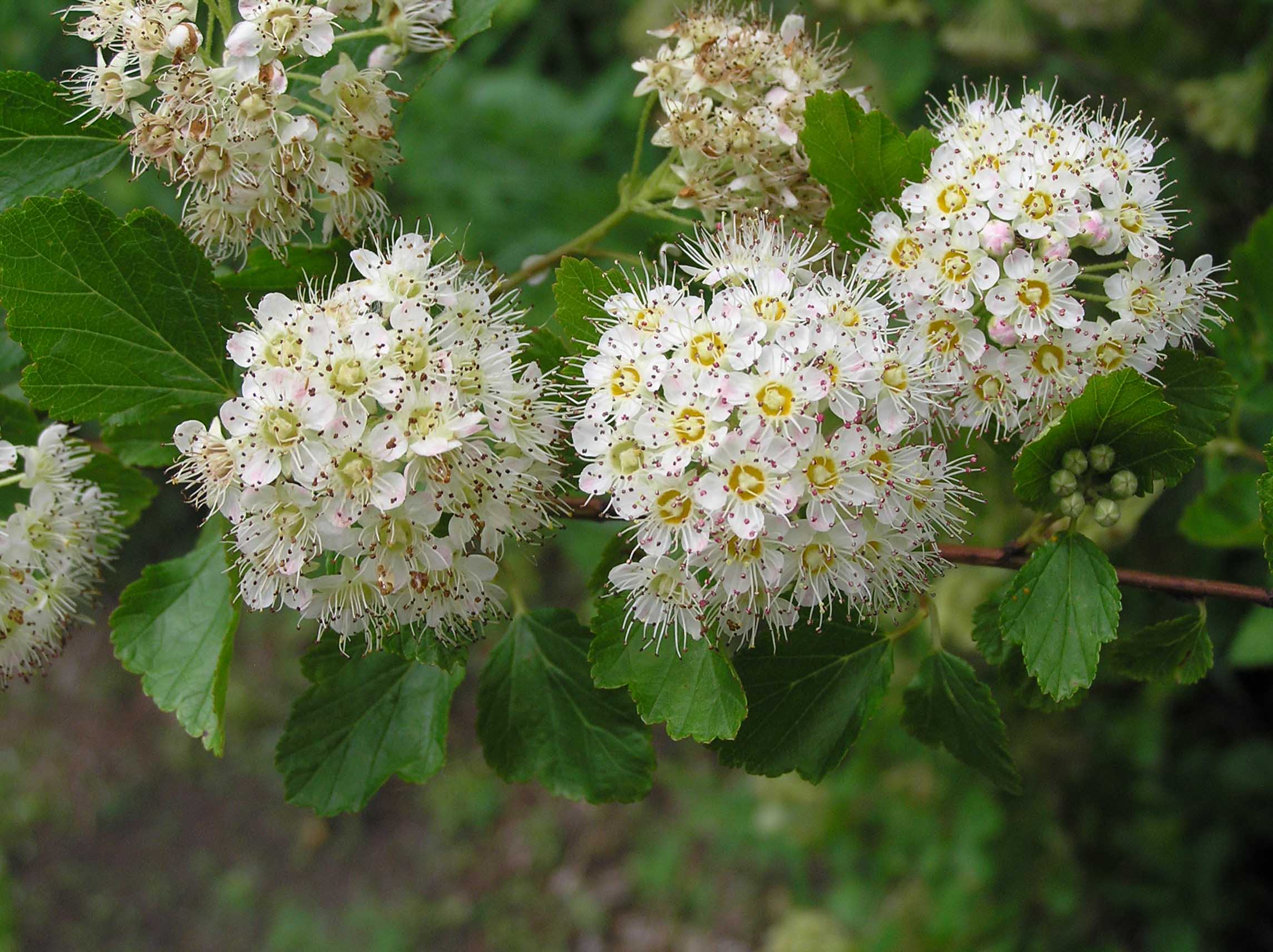 Dotted Hawthorn - - Purdue Fort Wayne