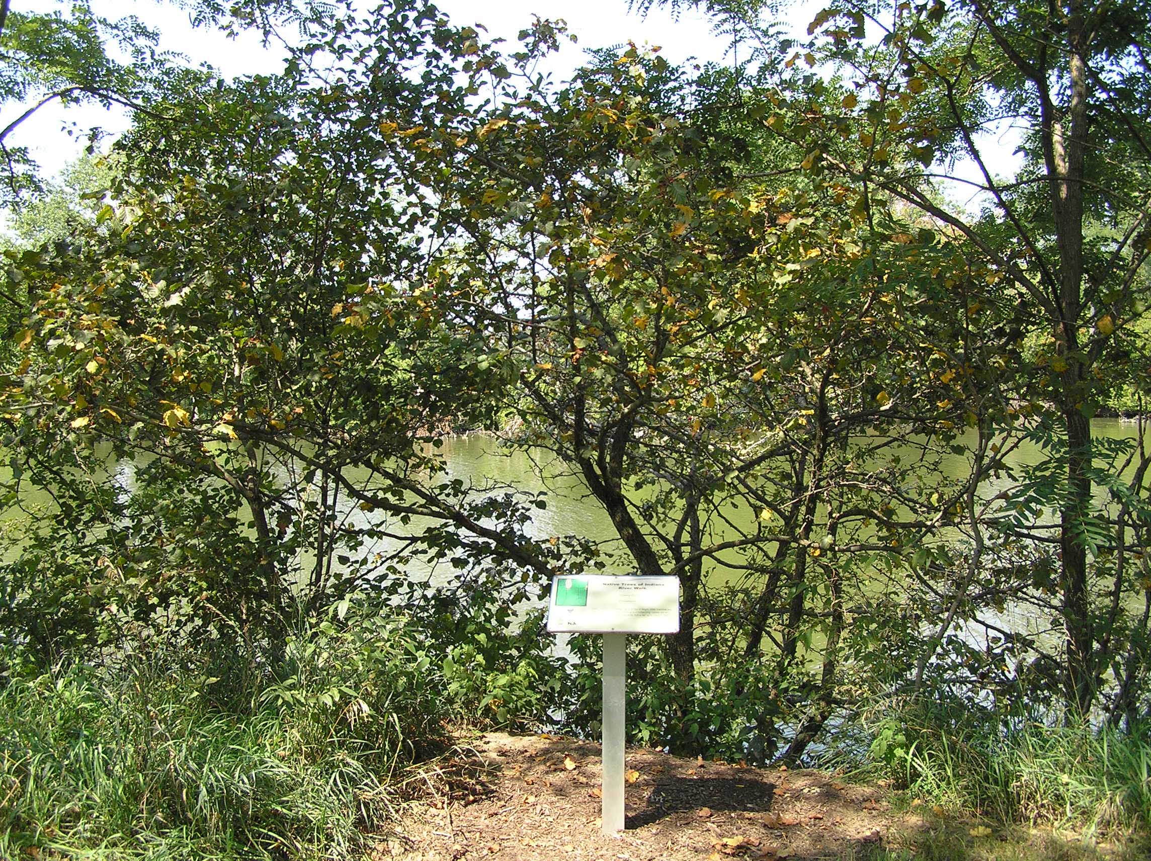 Downy Hawthorn - Native Trees of Indiana - Purdue Fort Wayne