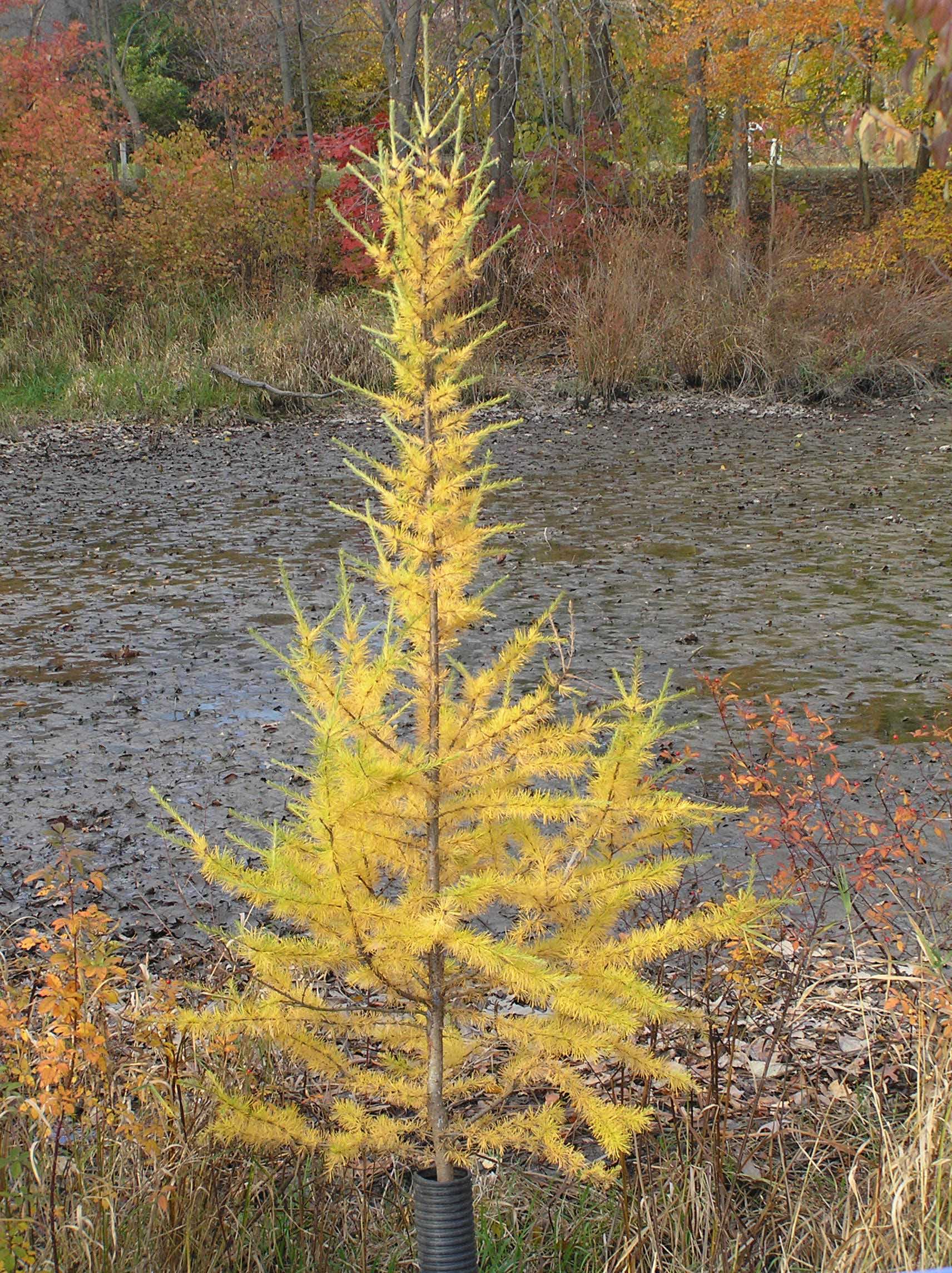 Larch Tree Leaves