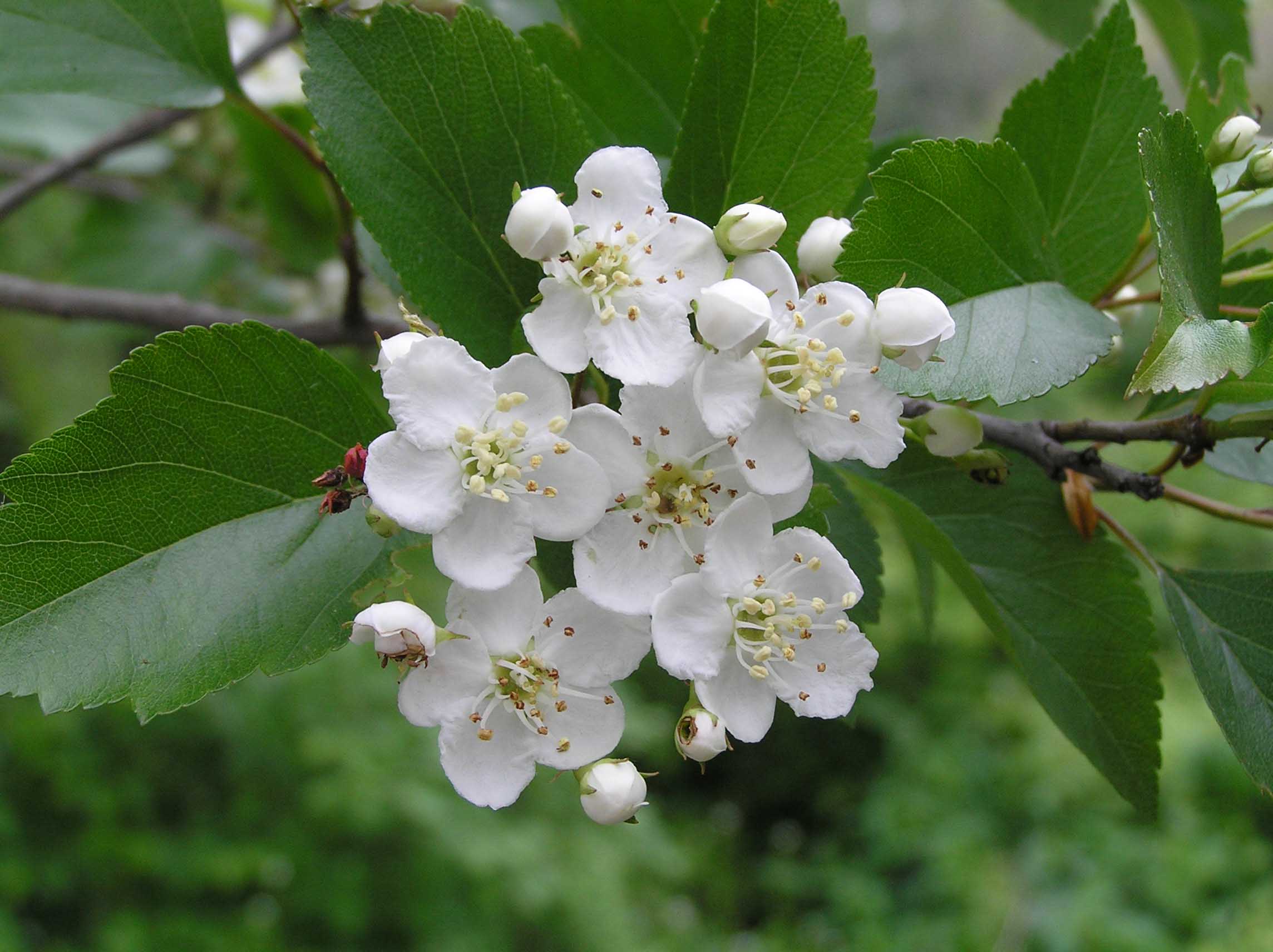 Green Hawthorn - - Purdue Fort Wayne