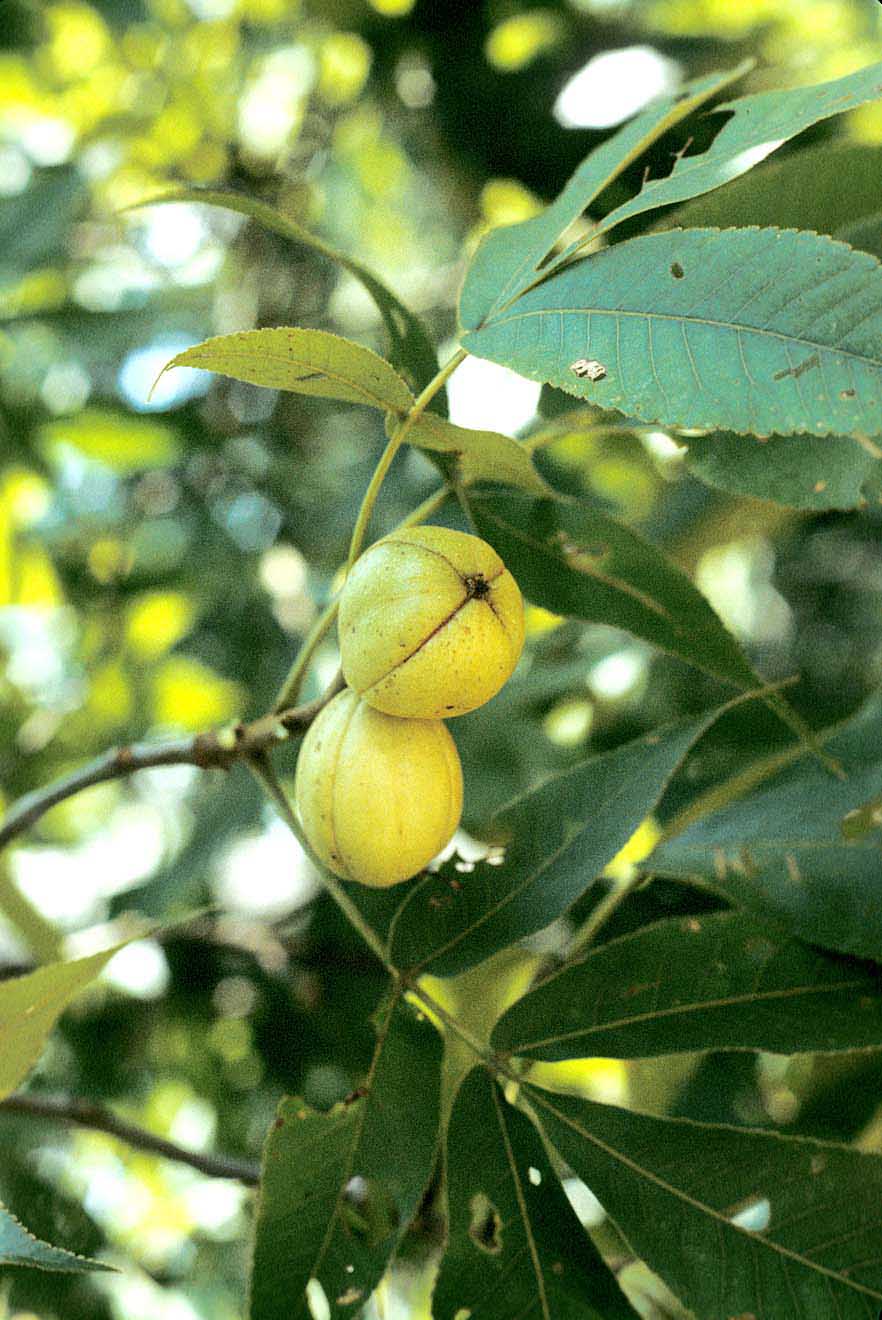 mockernut-hickory-purdue-fort-wayne