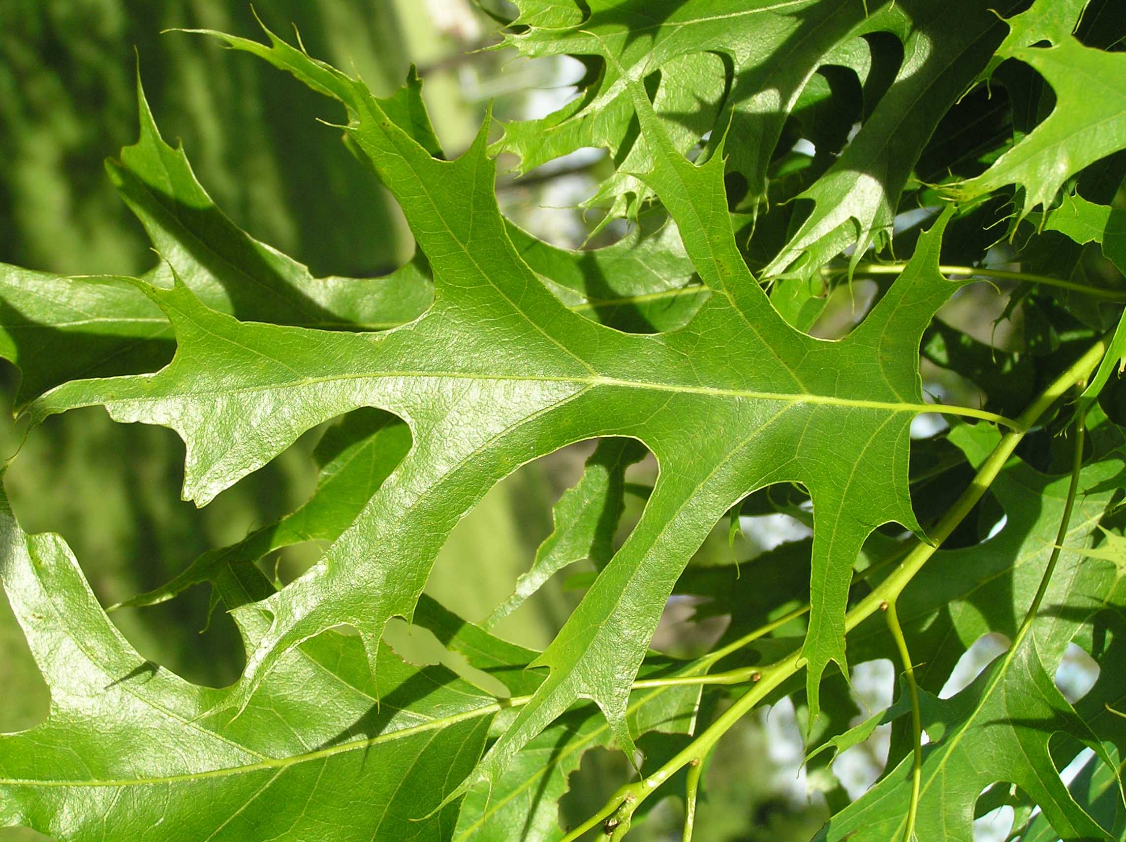 Northern Pin Oak Purdue Fort Wayne