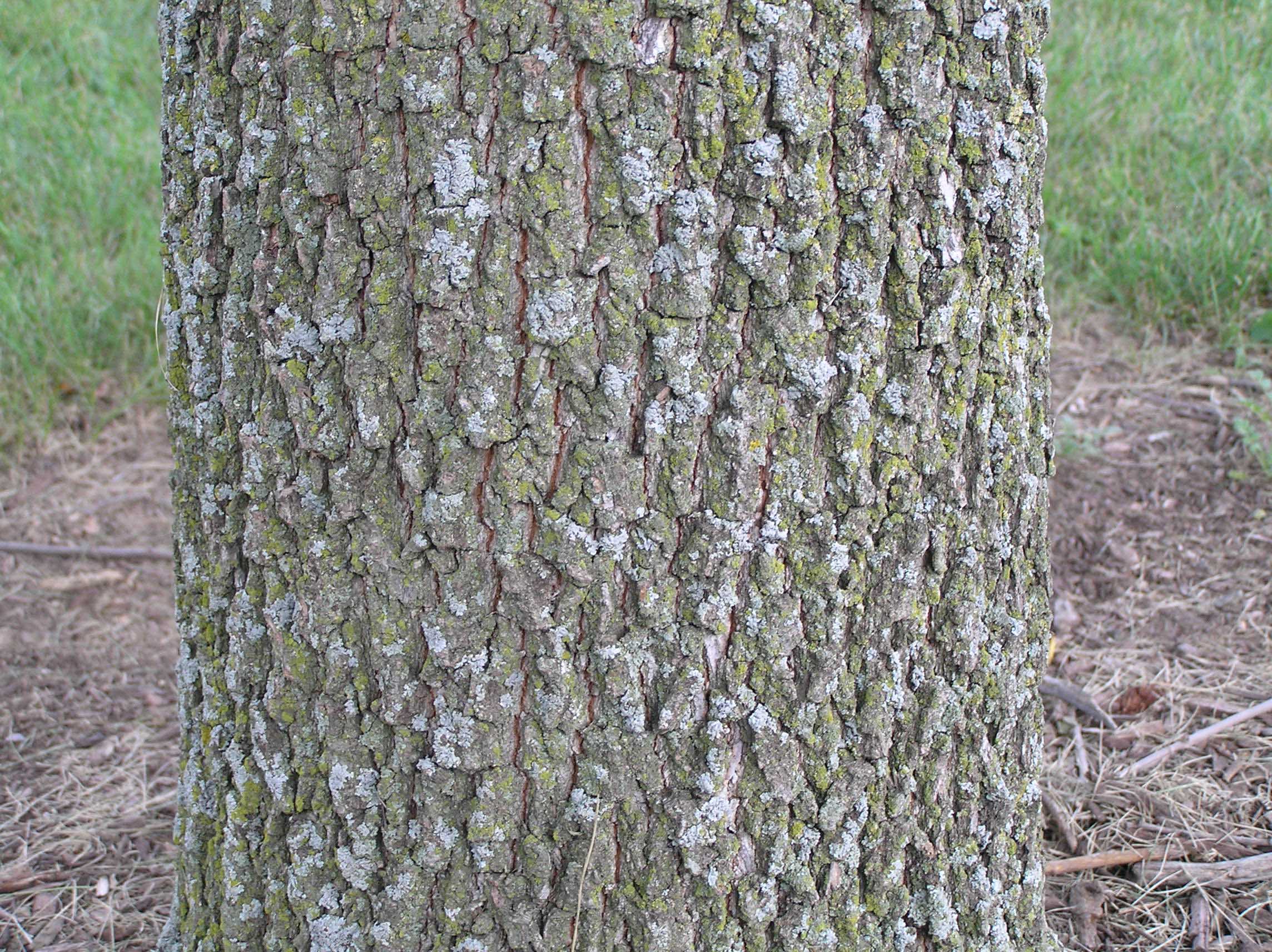 Persimmon - Native Trees of Indiana - Purdue Fort Wayne