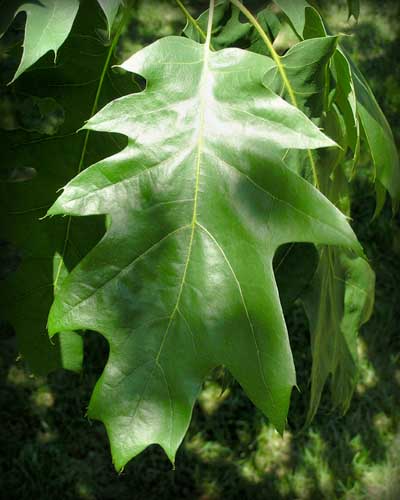 Red Oak - - Purdue Fort Wayne