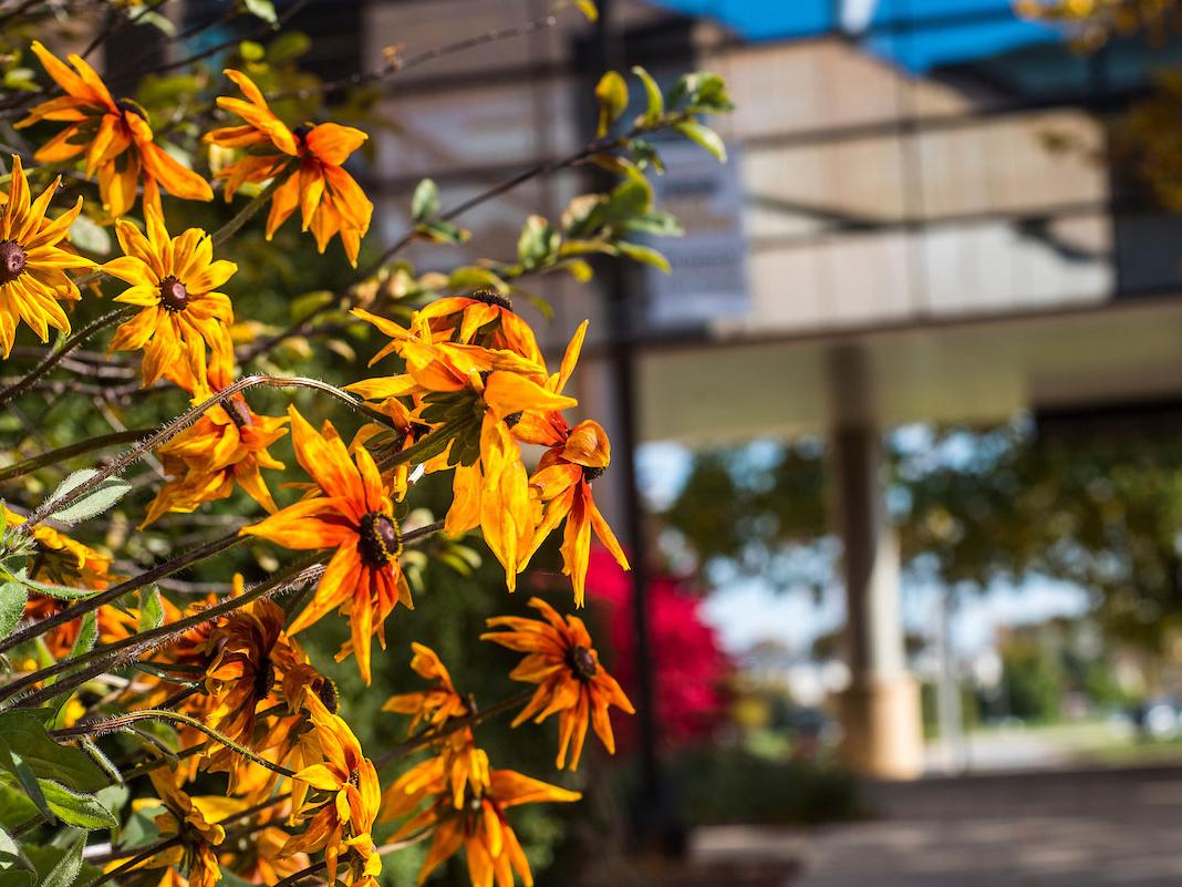 Colorful flowers on campus