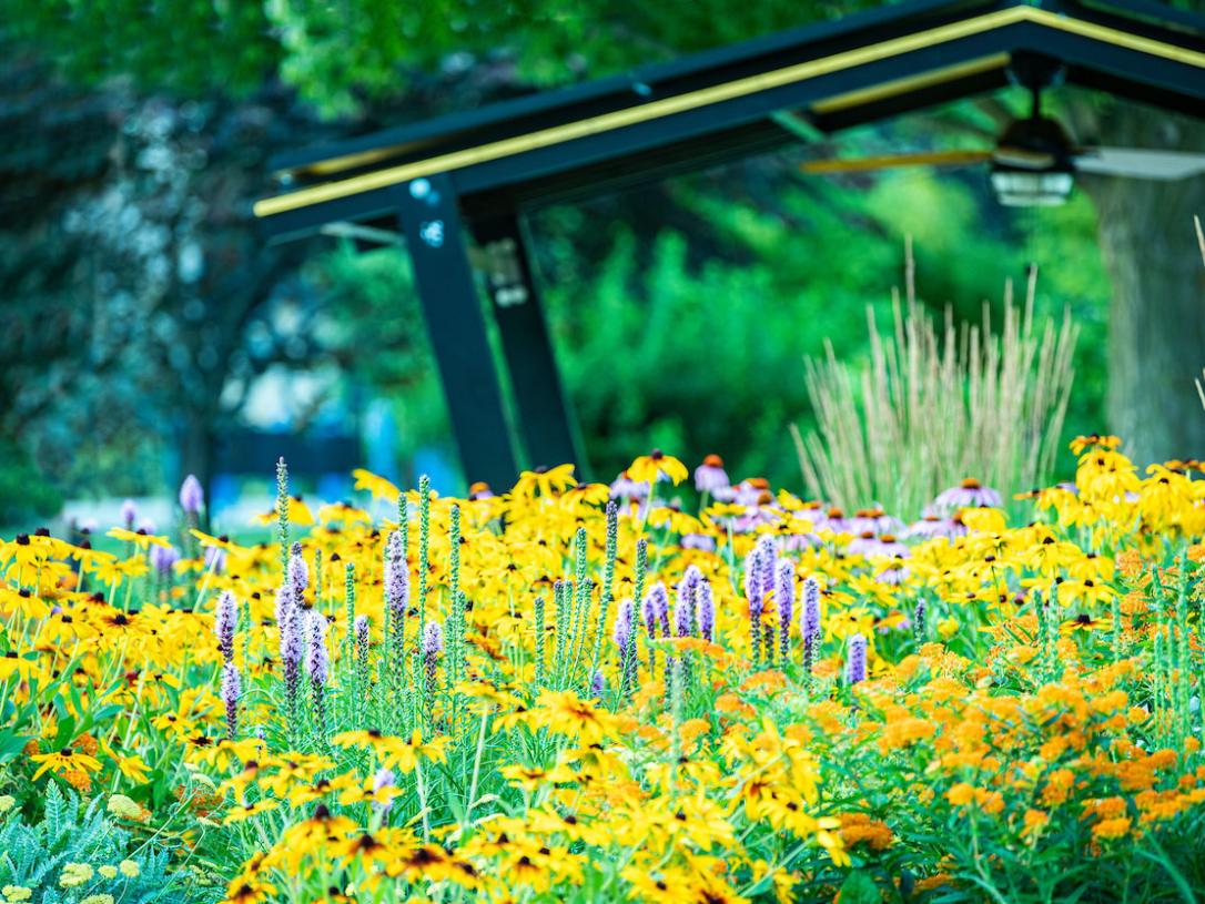 Colorful flowers on campus