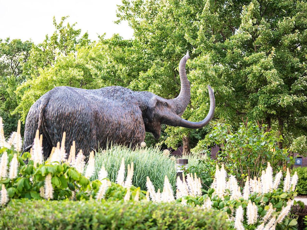 The bronze mastodon statue in Alumni Plaza