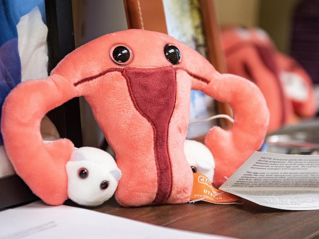 A stuffed toy that depicts a women's reproductive system