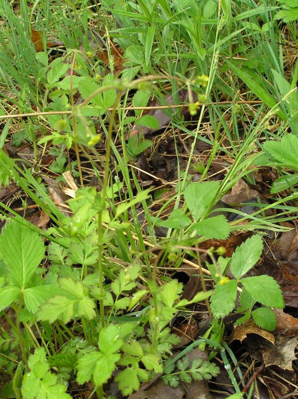 Spring Avens habit