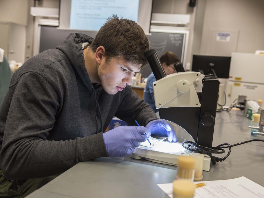 Biology student examining a sample on a lab scope.