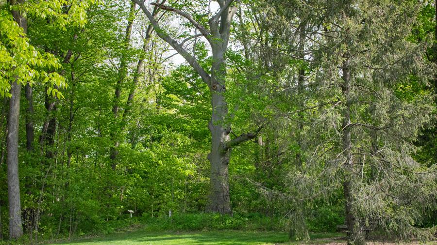 Tree habitat