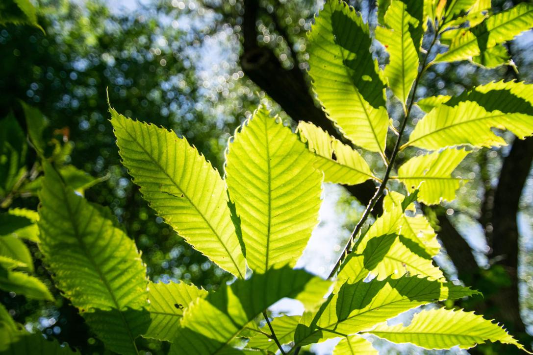 Tree leaves in the sunlight