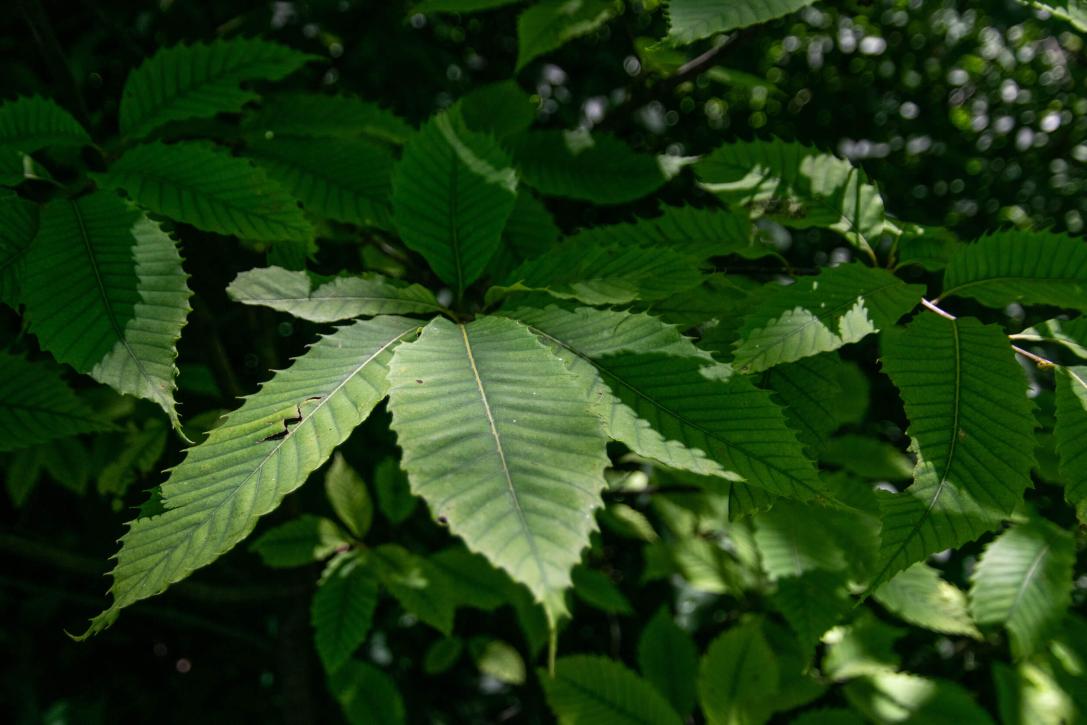 Tree leaves