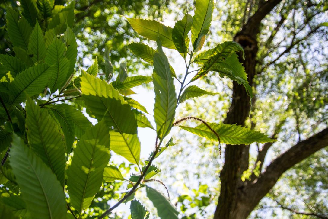 Tree leaves