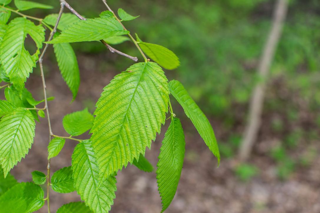 Tree leaves