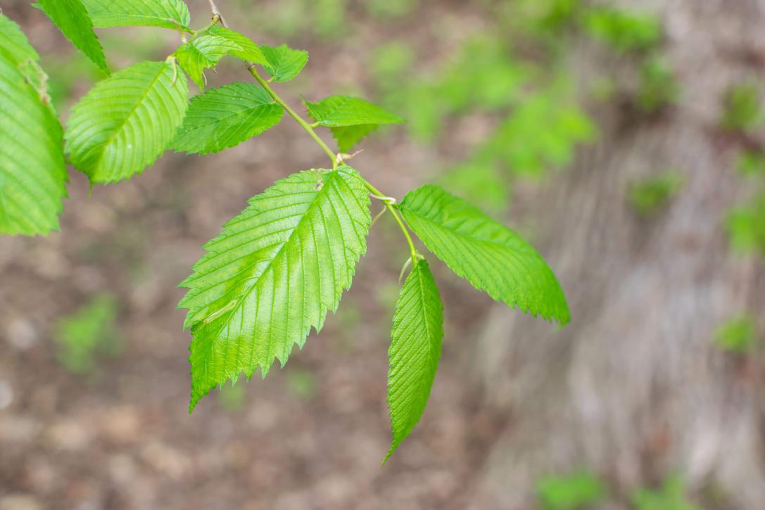 Tree leaves