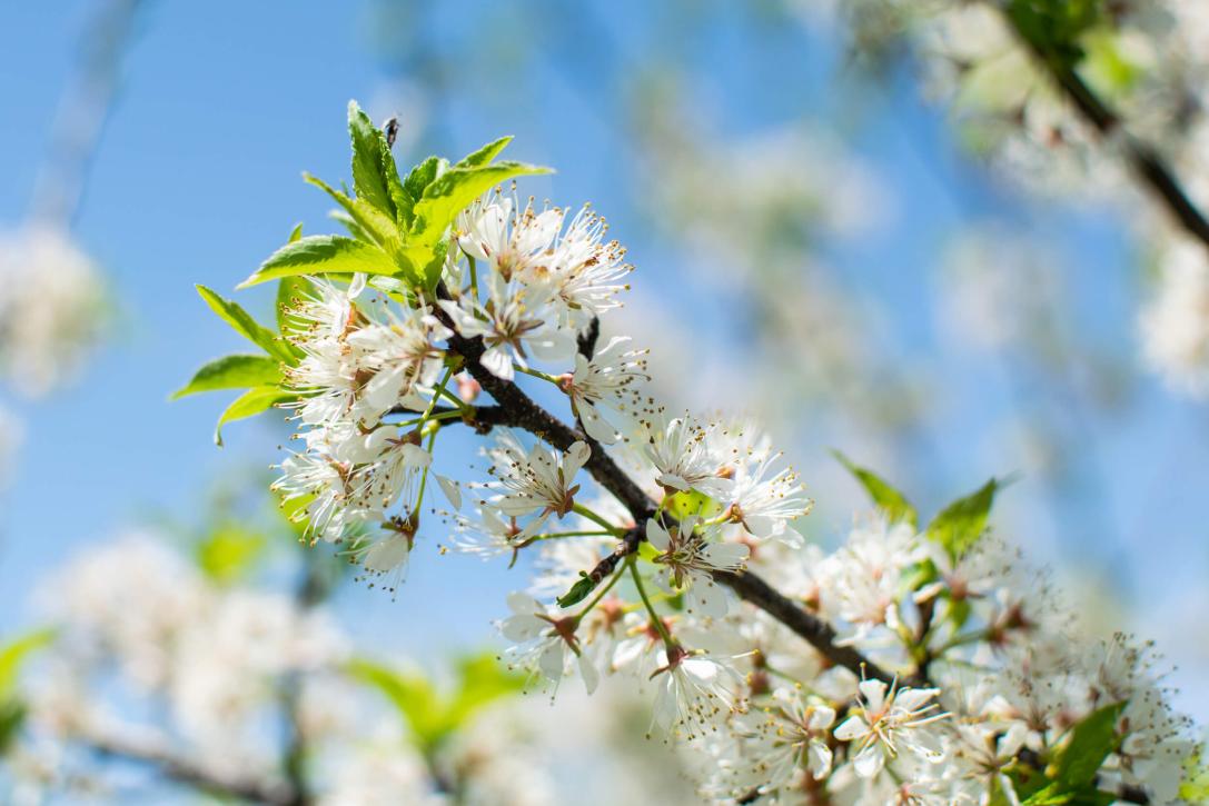 Tree flower