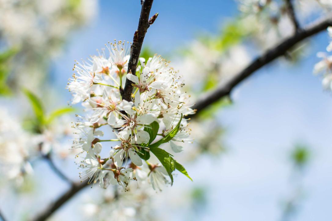 Tree flower