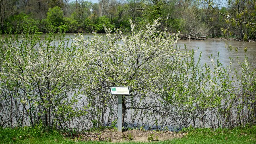 Tree habitat