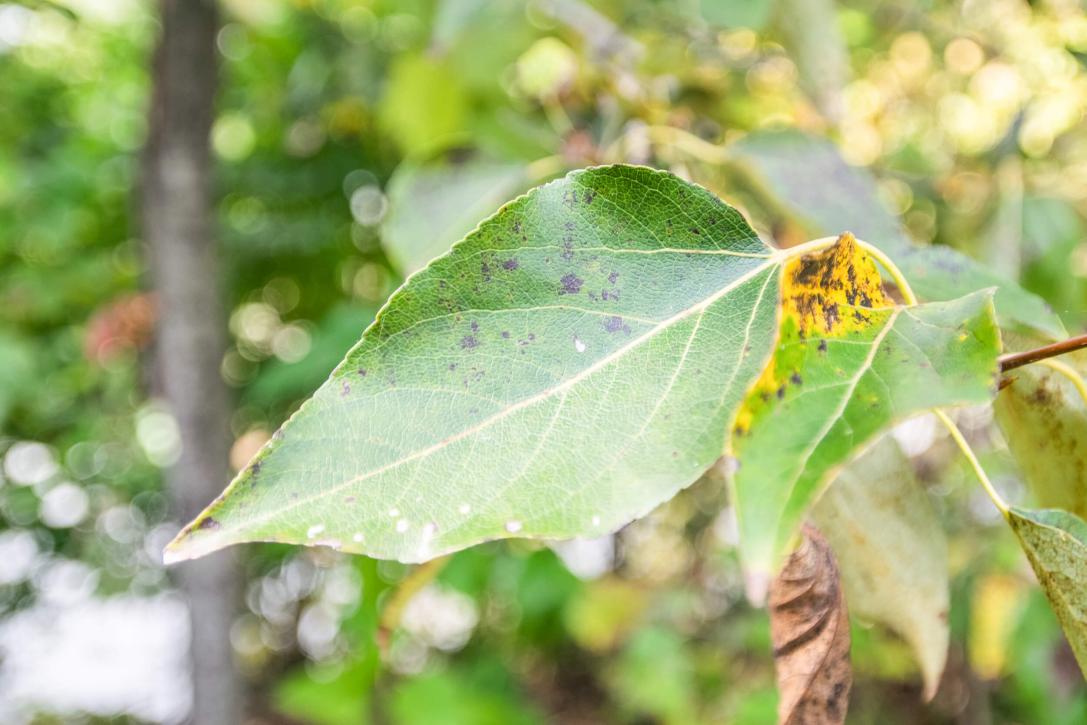 Tree leaves