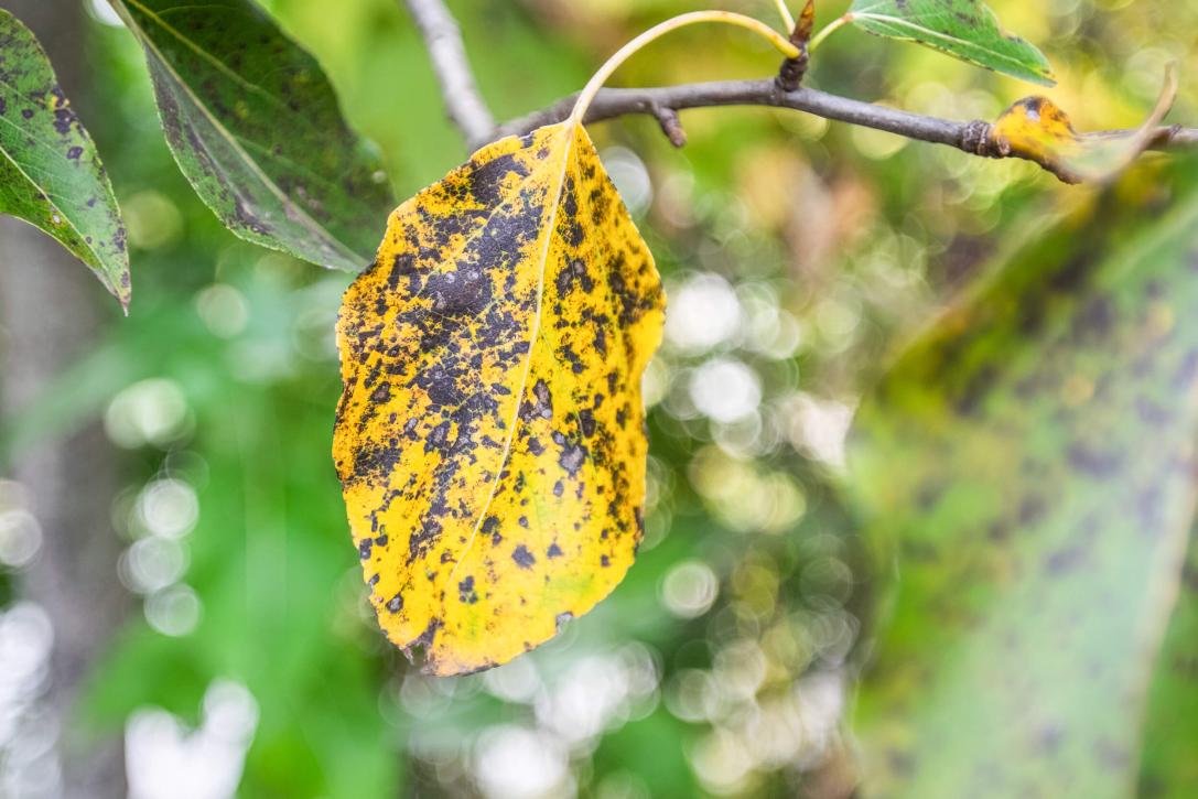 Tree leaves