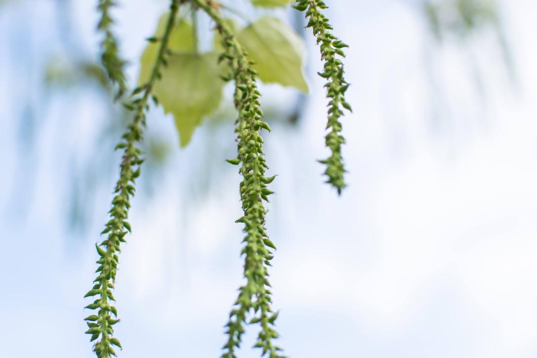 Tree bud