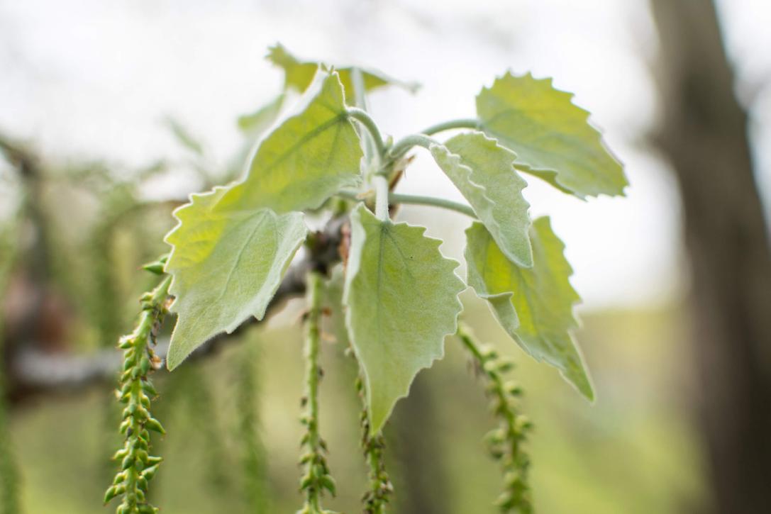 Tree leaves