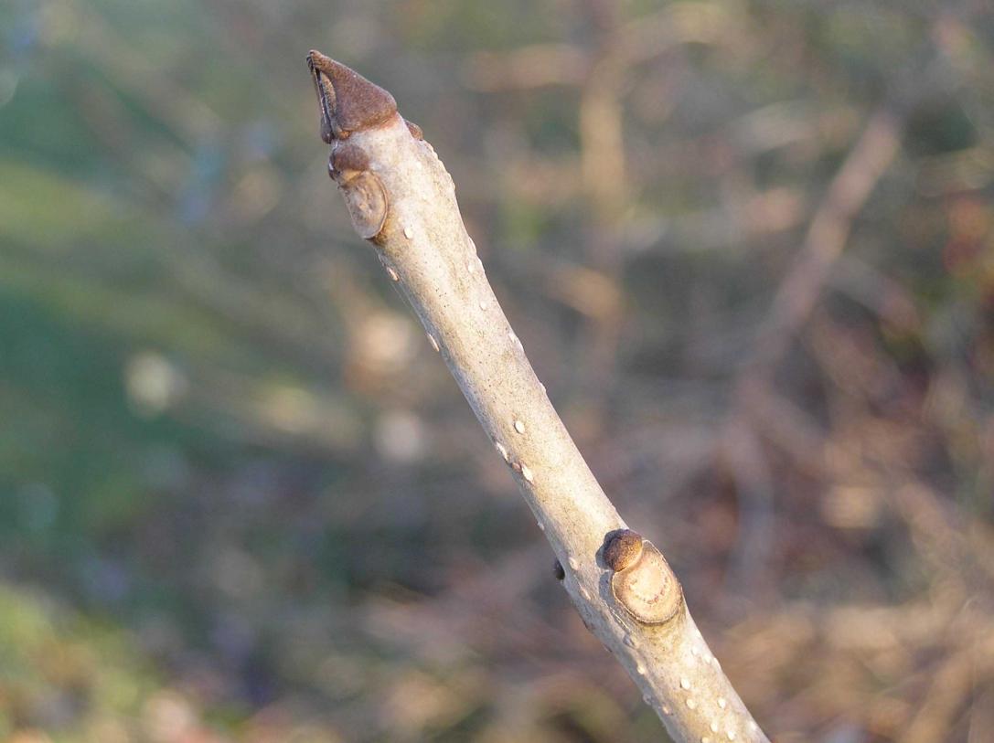 Tree bud