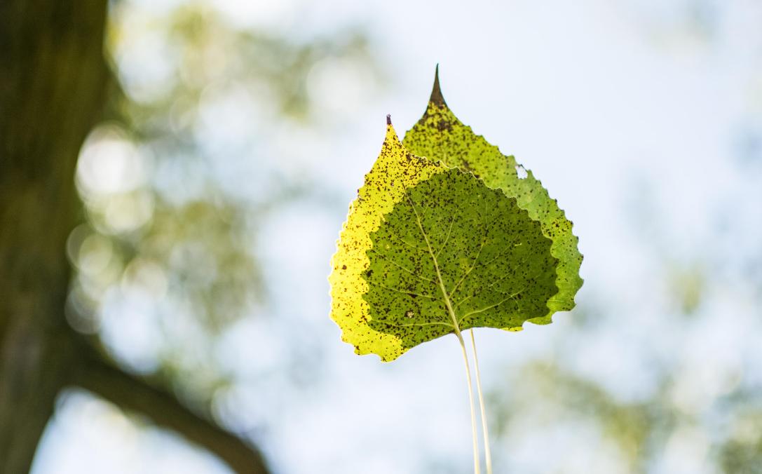 Tree leaves