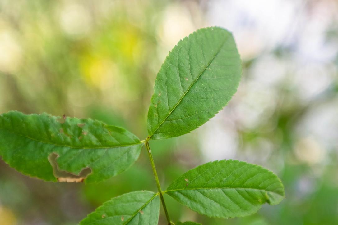 Tree leaves