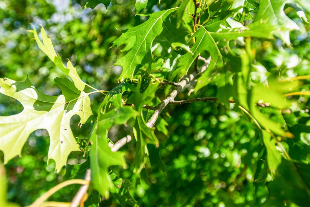 Tree branch