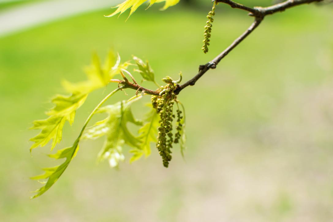 Tree bud