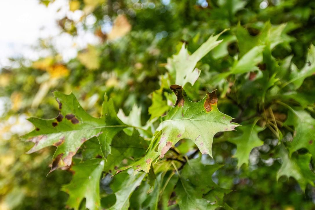 Tree leaves