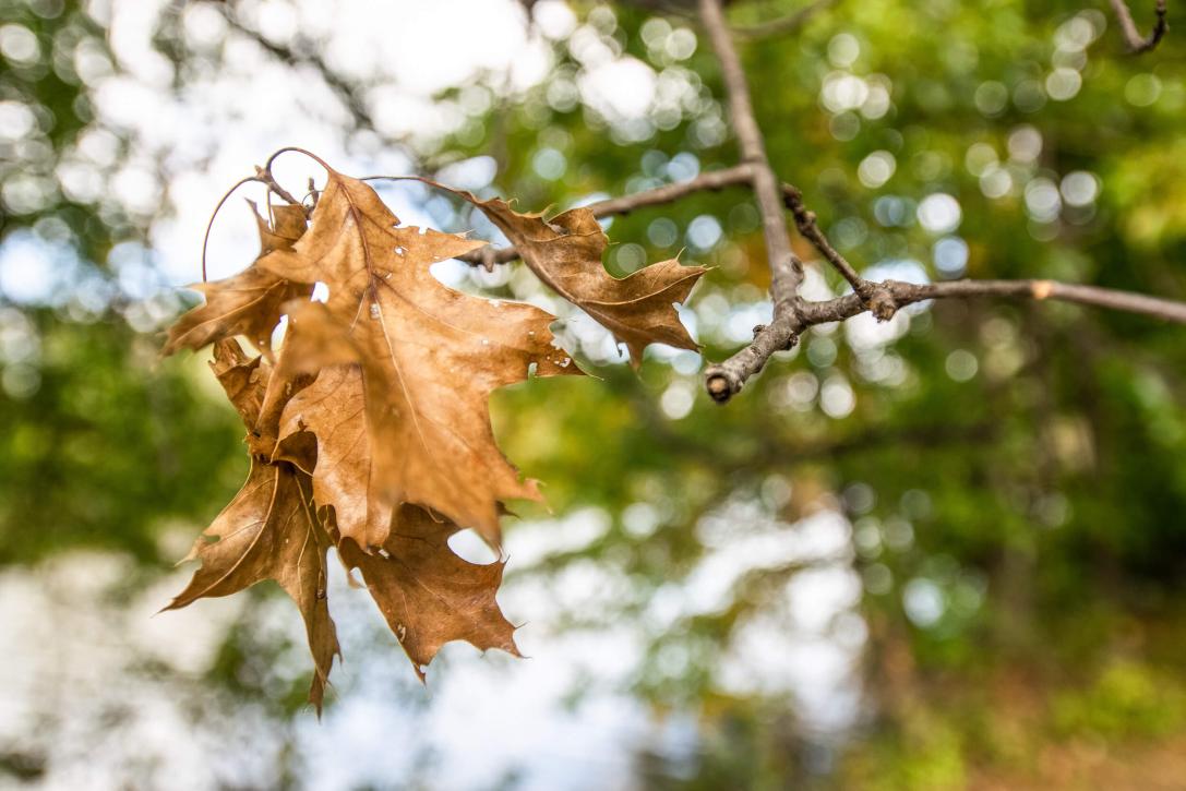 Tree leaves